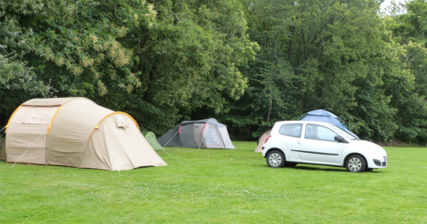 emplacement de camping avec tentes et voitures et très grands arbres en arrière plan