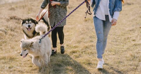 deux femmes marchant dans la nature avec leur chien en laisse