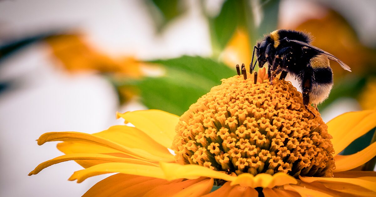 abeille butinant une fleur jaune
