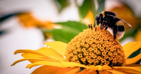 abeille butinant une fleur jaune