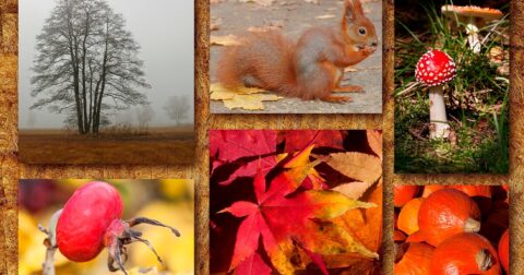 patchwork de photos automnales